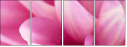 71579272