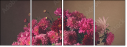 74628777