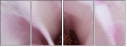75397074