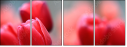 76096373