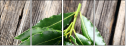 77818715