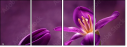 79035921