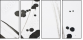 23695176