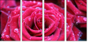 30650072