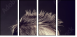 43317658
