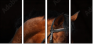46187059