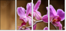 48156250