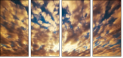 49042592