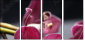 49633319