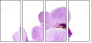 50610337