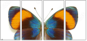 51555620