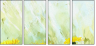 51719241