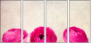 52805750