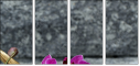 54405316