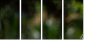 56795972