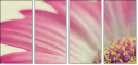 62303581