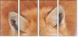 62758452