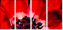 64202605