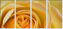 64954045