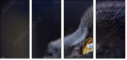 67261784