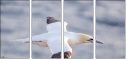 68956186