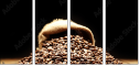 75743507