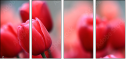 76096373