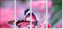 95266681