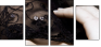 21991281