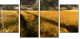 27477176