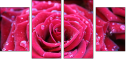 30650072