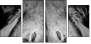 39012933