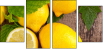 43956293