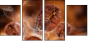 47749181