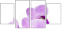 50610337