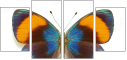 51555620
