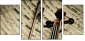 54506799