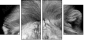 55206469