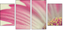 62303581