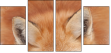 62758452