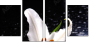 64347544
