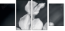64479255
