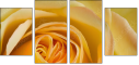 64954045