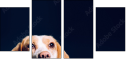 68940427