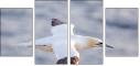 68956186