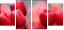 76096373