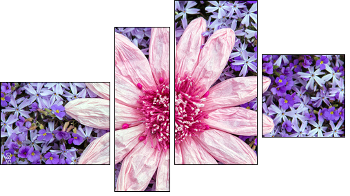 Kunstblume auf einem Meer aus lila BlÃ¼ten - Obraz czteroczęściowy, Fortyk