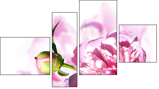 Peony on a white background. Isolated  - Obraz czteroczęściowy, Fortyk