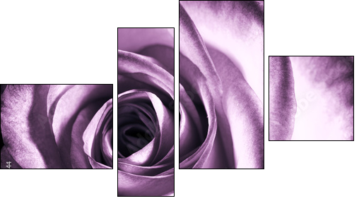 Purpurowa róża – zbliżenie na klasyczne piękno
 - Obraz czteroczęściowy, Fortyk