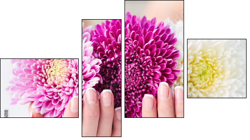 Woman cupped hands with beautiful French manicure holding pink and white flowers - Obraz czteroczęściowy, Fortyk